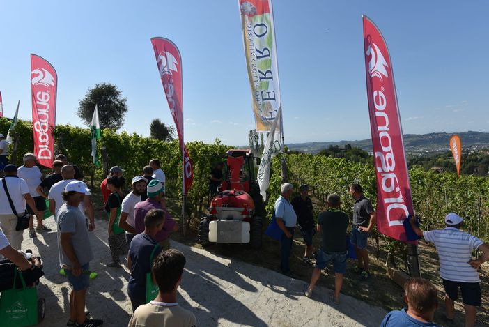 Domani ad Alba la decima edizione delle prove dimostrative in vigneto di Confagricoltura