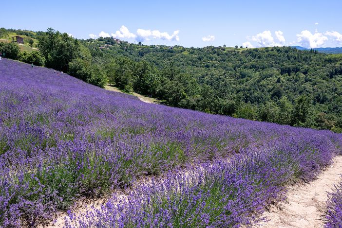 La lavanda a Sale San Giovanni, dove da questo fine settimana si attendono centinaia di turisti