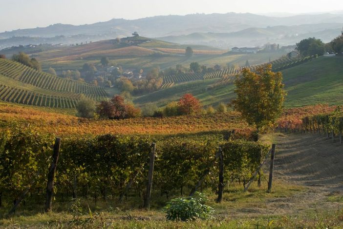 "Autunno Cedro - La Morra - Photo Credits Mario FERRERO" "Autunno Cedro - La Morra - Photo Credits Mario FERRERO"