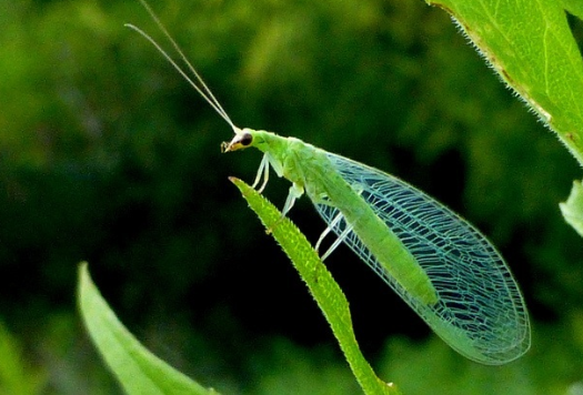 Un esemplare di crisopa Un esemplare di crisopa