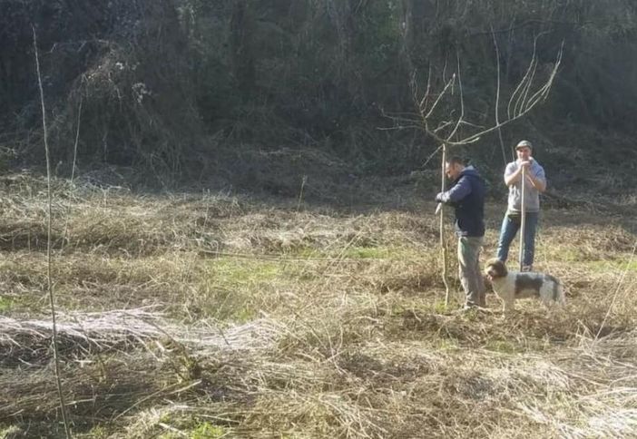 Oltre duecento pioppi piantumati nelle tartufaie naturali del Roero