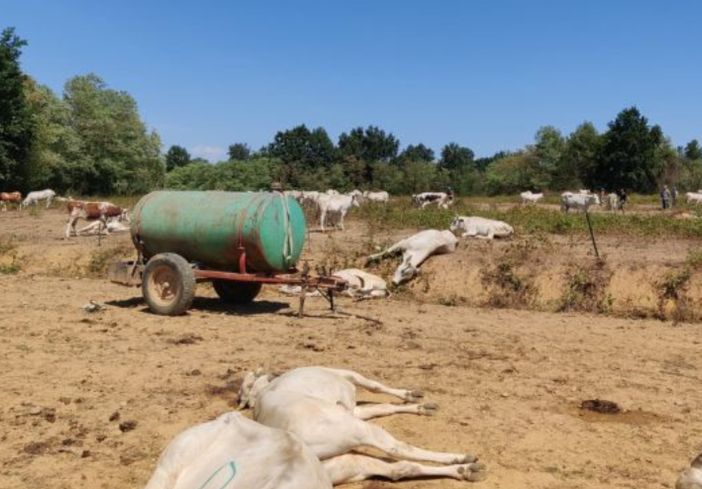 Bra e Moretta: l'antidoto dell'Istituto Zooprofilattico salva oltre 10 bovini dall'intossicazione di acido cianidrico