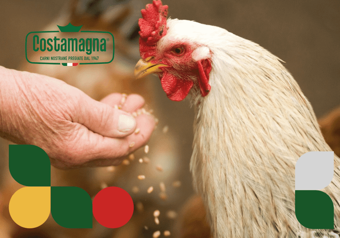 Polli da allevamento: la ricerca della sostenibilità nell'industria avicola