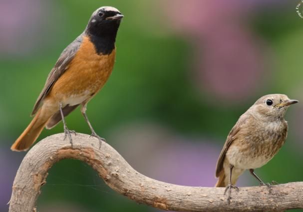 A Farigliano la "9ª Mostra ornitologica delle Alpi Occidentali"