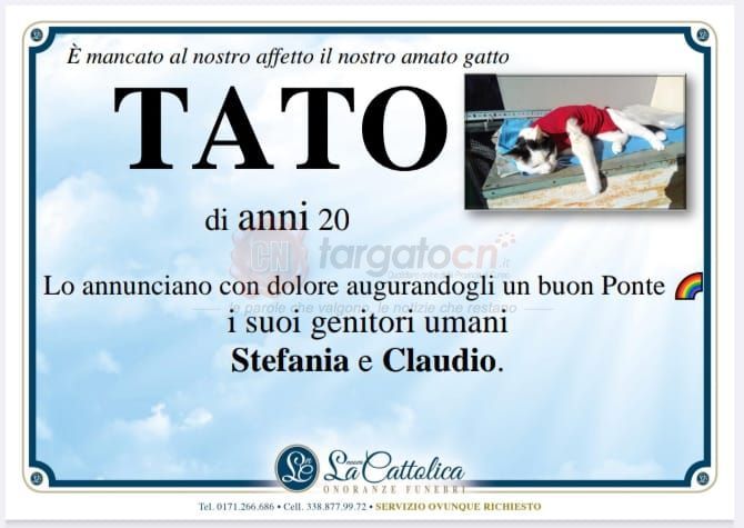 Da Cuneo a "Porta a Porta": il gatto Tato e i manifesti funebri arrivano nel salotto di Bruno Vespa