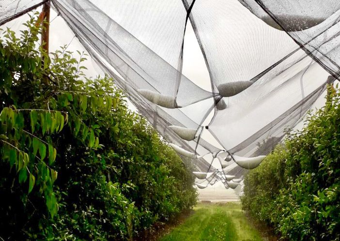 Reti antigrandine e interventi antigelo: dalla Regione 4,8 milioni a 240 aziende della Granda