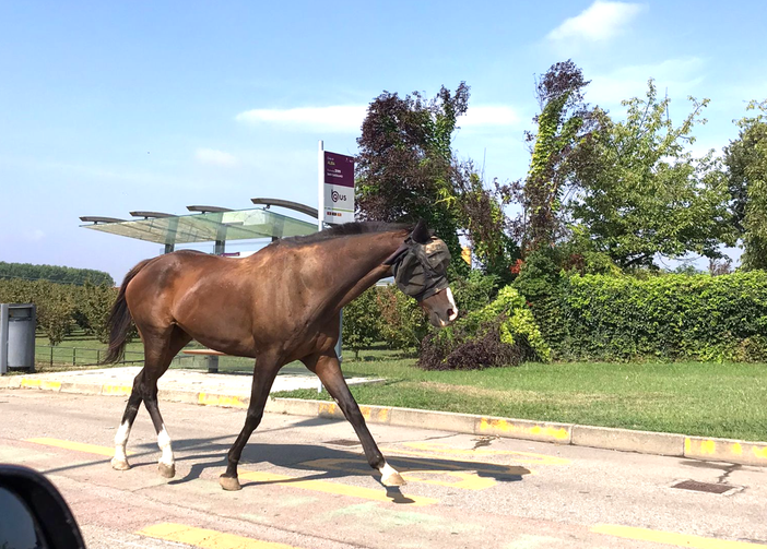 L'animale fotografato in corso Europa ad Alba L'animale fotografato in corso Europa ad Alba