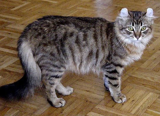 180mila euro dalla Regione per i gatti di strada: a beneficiare del contributo anche Cuneo, Bra, Savigliano e Borgo San Dalmazzo 180mila euro dalla Regione per i gatti di strada: a beneficiare del contributo anche Cuneo, Bra, Savigliano e Borgo San Dalmazzo