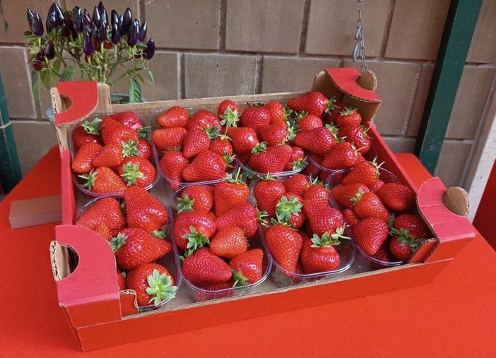 Peveragno torna a raccontarsi attraverso la sua fragola Peveragno torna a raccontarsi attraverso la sua fragola