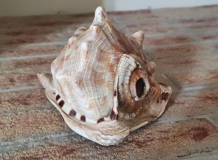 Il “Segreto della conchiglia”: a Magliano Alfieri una caccia al tesoro nel castello tra gioco e curiosità Il “Segreto della conchiglia”: a Magliano Alfieri una caccia al tesoro nel castello tra gioco e curiosità