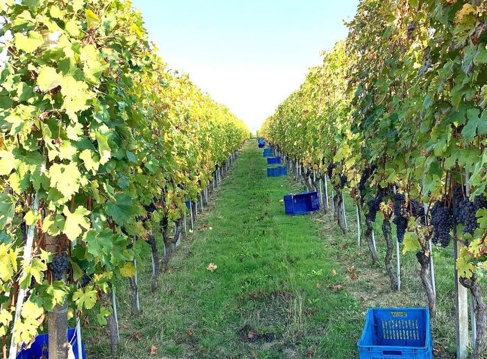 La vendemmia nei poderi dell'azienda agricola Azelia, a Castiglione Falletto