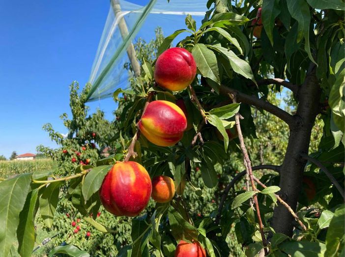 “Quest’anno la qualità della frutta è ottima, ma a preoccupare sono i prezzi di vendita”