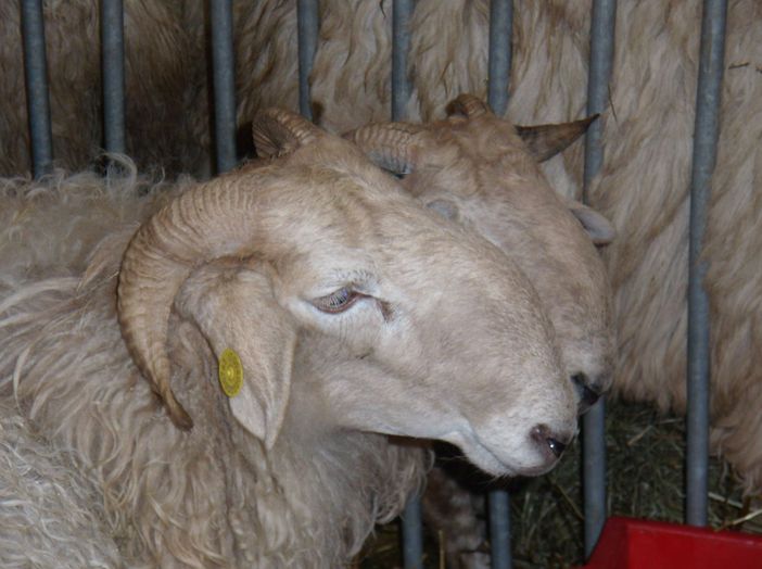 La “Mostra interprovinciale ovini di razza frabosana-roaschina” è annullata