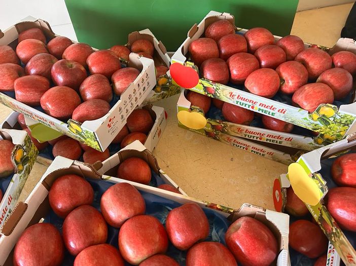 Dalla crisi climatica al caro materiali: il comparto frutticolo si prepara alle prossime sfide Dalla crisi climatica al caro materiali: il comparto frutticolo si prepara alle prossime sfide