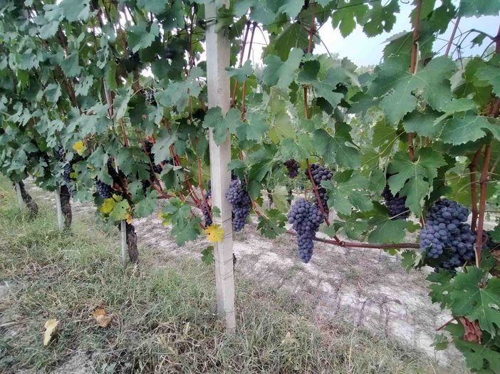 “Per le uve un’ottima annata con vini strutturati, di buona gradazione alcolica ed eleganti”
