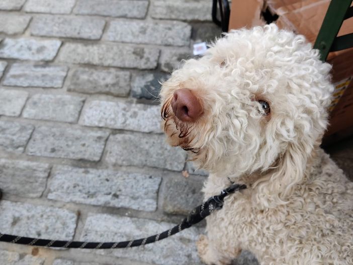 La Lav Cuneo in campo contro i botti: Capodanno in sicurezza per nostri amici animali La Lav Cuneo in campo contro i botti: Capodanno in sicurezza per nostri amici animali