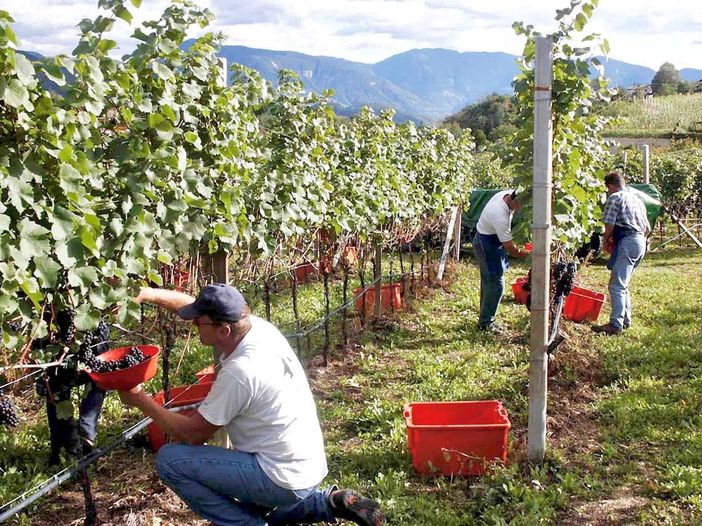 Vendemmia e raccolta con cooperative, Cia Cuneo: "Attenzione al documento obbligatorio sui rischi da interferenze tra attività" Vendemmia e raccolta con cooperative, Cia Cuneo: "Attenzione al documento obbligatorio sui rischi da interferenze tra attività"
