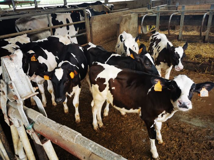 Latte, Coldiretti Cuneo: prime denunce pronte contro le pratiche sleali