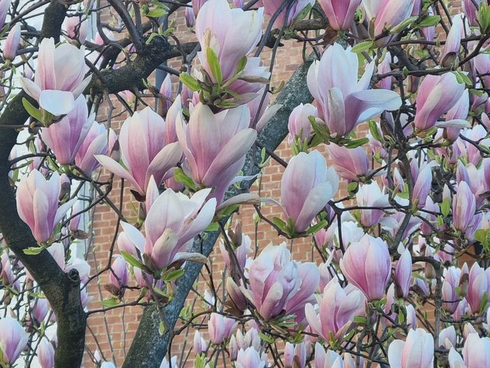 La magnolia sbocciata nel giardino della Madonna dei Fiori di Bra La magnolia sbocciata nel giardino della Madonna dei Fiori di Bra