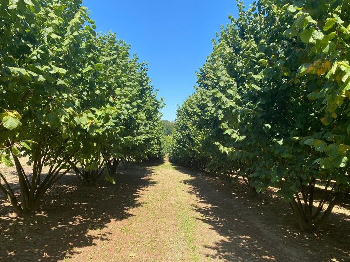 Crisi della nocciola, Griseri (Agrion): “Cascola drammatica, servono modalità di gestione dei noccioleti diverse e impianti più giovani” Crisi della nocciola, Griseri (Agrion): “Cascola drammatica, servono modalità di gestione dei noccioleti diverse e impianti più giovani”