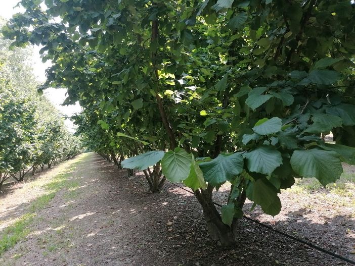 Nocciole, le Langhe ritrovano fiducia ma restano le incognite: "Le prossime settimane saranno decisive" Nocciole, le Langhe ritrovano fiducia ma restano le incognite: "Le prossime settimane saranno decisive"