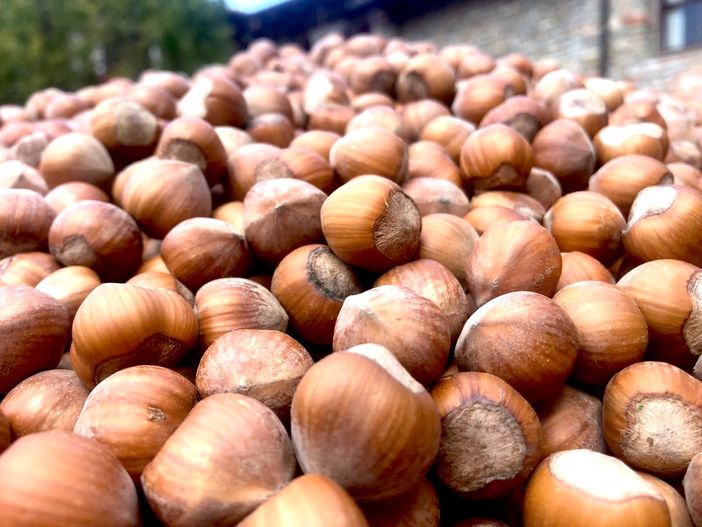 100mila ettari coltivati e una produzione che si aggira sui 100 milioni di chili 100mila ettari coltivati e una produzione che si aggira sui 100 milioni di chili