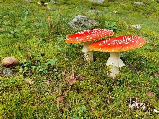 Con l'autunno (e la raccolta nei boschi) tornano i casi di intossicazione da funghi Con l'autunno (e la raccolta nei boschi) tornano i casi di intossicazione da funghi