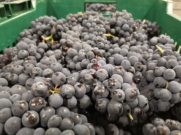 Uve di Pinot Nero appena raccolte alla cantina Terre del Barolo