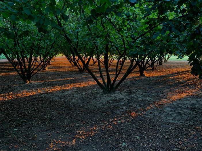 Nocciolo, una pianta importante per l'agricoltura locale