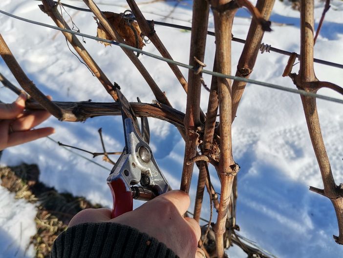 Operazioni di potatura (Foto Archivio): si insegna anche questo all'Accademia della vigna