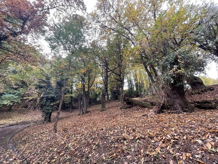Suggestiva immagine del Bosco della Nova a Mondovì Suggestiva immagine del Bosco della Nova a Mondovì