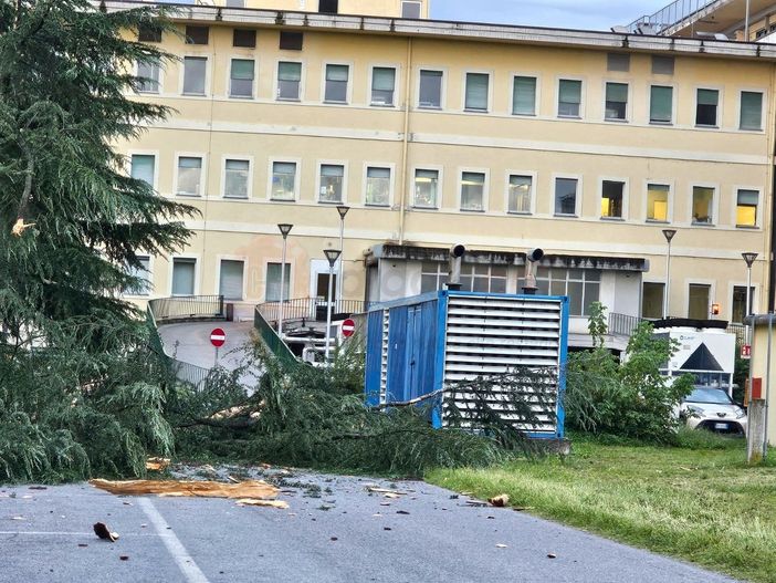 Temporale abbatte pianta nel parco dell’ospedale Carle di Cuneo Temporale abbatte pianta nel parco dell’ospedale Carle di Cuneo