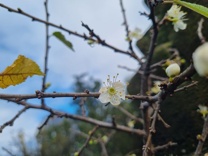 La sorpresa del pruno fiorito al Santuario della Madonna dei Fiori a Bra La sorpresa del pruno fiorito al Santuario della Madonna dei Fiori a Bra