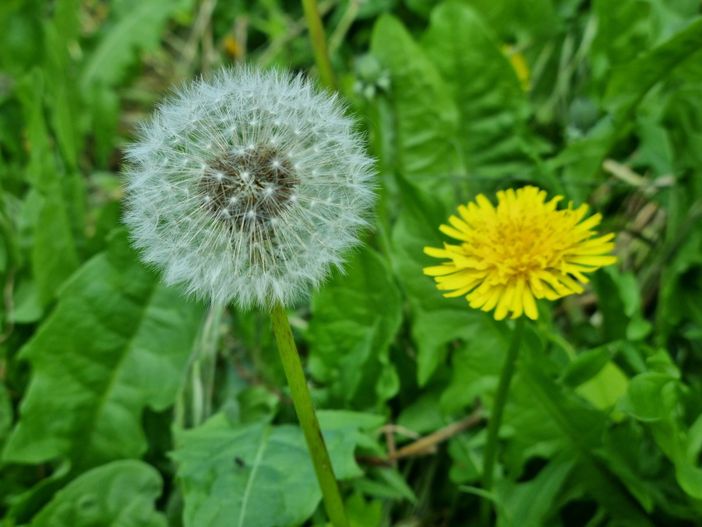 In foto il tarassaco, ma anche dente di leone In foto il tarassaco, ma anche dente di leone