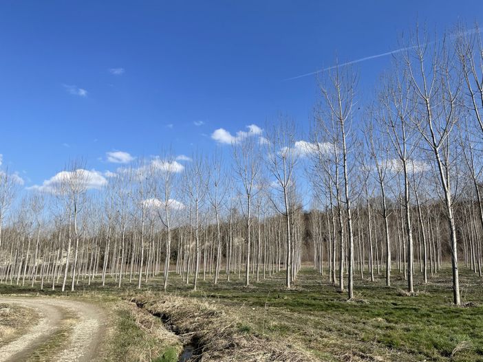 Pioppicoltura, firmata l'intesa interregionale: ora il Piemonte attende azioni concrete