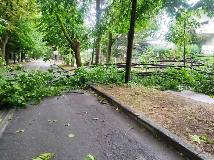 Albero caduto in Viale Angeli a Cuneo (Diego Pollutro da Facebook)