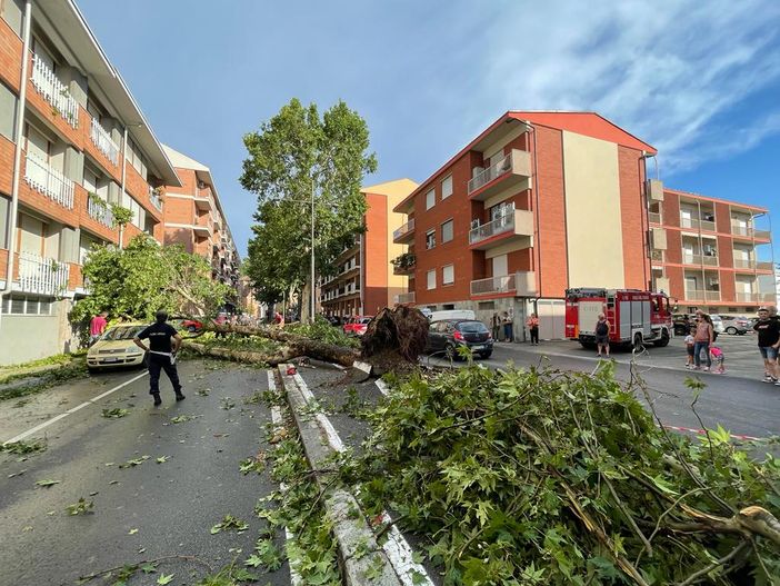 Il platano crollato al suolo in via Dario Scaglione