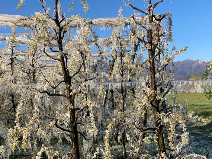 Ondata di freddo alle porte: il "ritorno" dell'inverno mette a rischio le coltivazioni in fiore