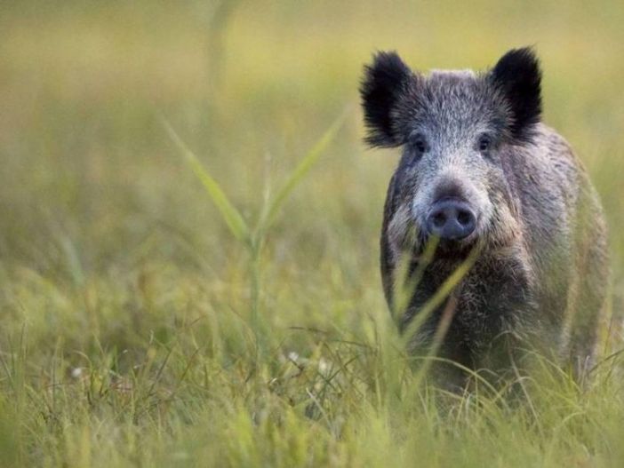 Peste Suina Africana: la Provincia pronta a fornire le gabbie di cattura