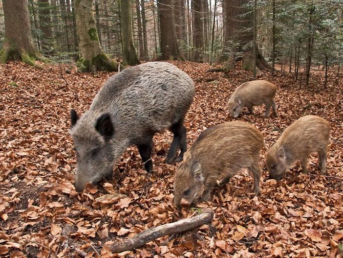 Fauna selvatica, Coldiretti Cuneo: "Quasi un danno su cinque all'agricoltura non sarà risarcito" Fauna selvatica, Coldiretti Cuneo: "Quasi un danno su cinque all'agricoltura non sarà risarcito"