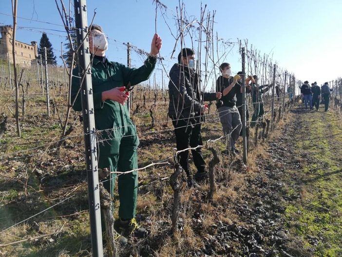 Studenti al lavoro nei circa 10 ettari di vigneto dell'istituto di Grinzane Studenti al lavoro nei circa 10 ettari di vigneto dell'istituto di Grinzane