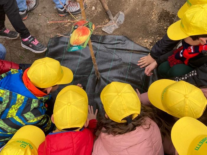 Coldiretti celebra la giornata degli alberi: "Con il PNRR nasceranno 6,6 milioni di nuove piante"