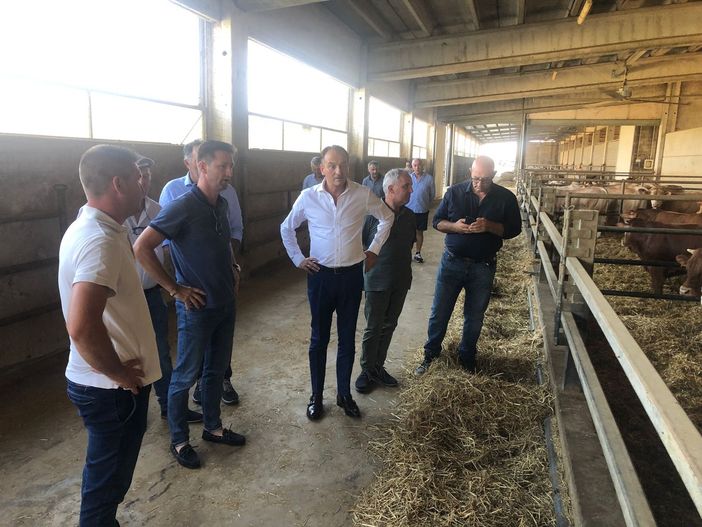 Il presidente Cirio in visita ad un allevamento bovino da ingrasso di bovini da carne Il presidente Cirio in visita ad un allevamento bovino da ingrasso di bovini da carne