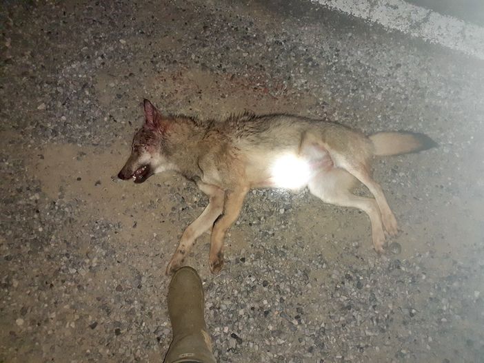 Il corpo del cucciolo investito lungo la Provinciale 10 a Sommariva Perno Il corpo del cucciolo investito lungo la Provinciale 10 a Sommariva Perno