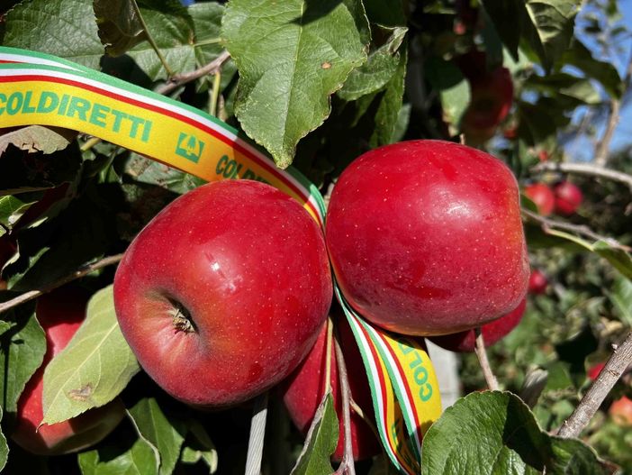Mele e pere, rallenta la produzione europea. Coldiretti: "Così aumenta il potere contrattuale dei coltivatori cuneesi"