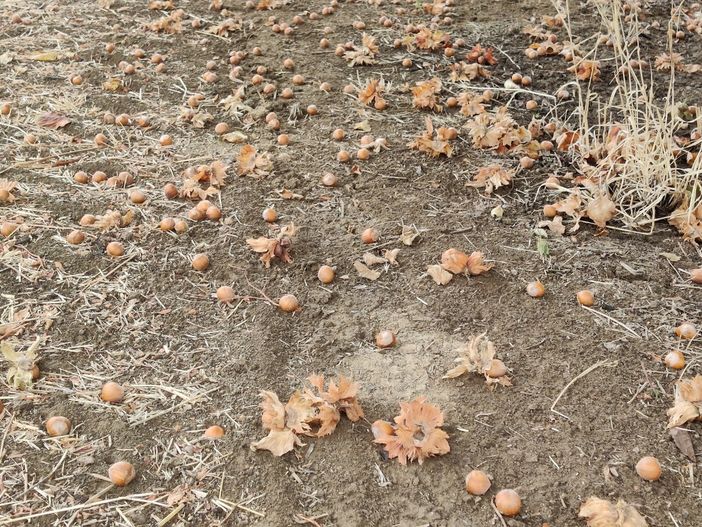 Roero: tempo di nocciole e vendemmie Roero: tempo di nocciole e vendemmie