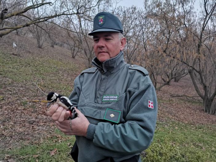 Controlli sull'attività venatoria: nel 2019 circa 1800 i controlli della Provincia Controlli sull'attività venatoria: nel 2019 circa 1800 i controlli della Provincia