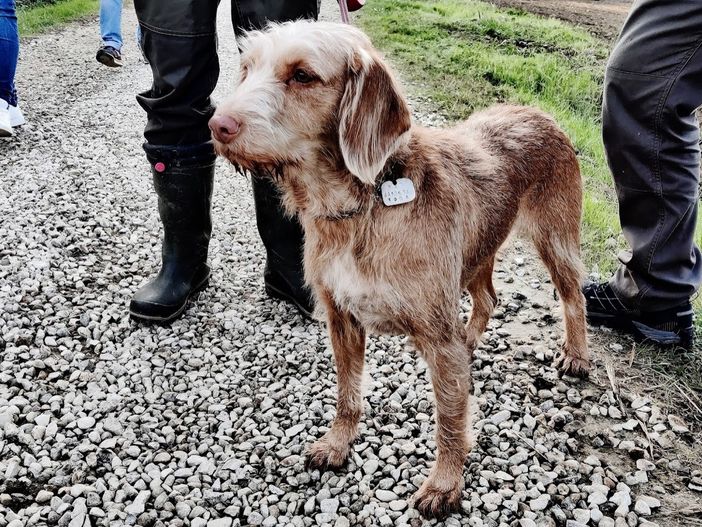 Domenica a Canale la 13ª edizione del Raduno Nazionale dei “Tabui” Domenica a Canale la 13ª edizione del Raduno Nazionale dei “Tabui”