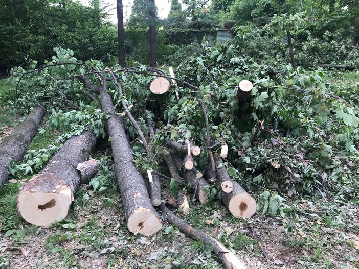 Altri 151 aceri colpiti dal tarlo asiatico: il "viale degli innamorati" dello splendido parco di Villa Tornaforte sarà abbattuto