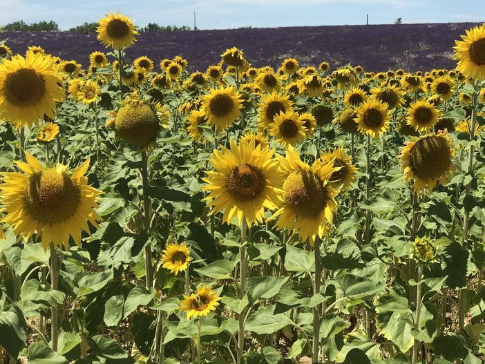 Farigliano diventerà il paese dei girasoli: il progetto coinvolgerà l'intera popolazione